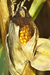 Close-up of fruit on tree