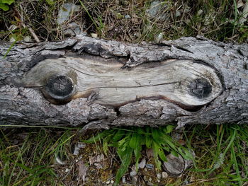 High angle view of tree stump