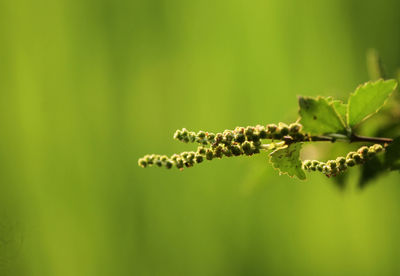Close-up of buds on plant