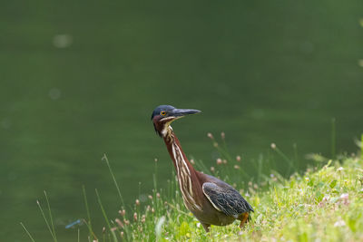 Green heron looking off to the side as it walks along the shore of a pond.