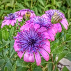 Close-up of pink flower blooming outdoors