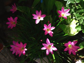 High angle view of pink flowering plants