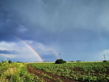 Scenic view of field against rainbow in sky
