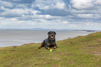 Dog running on field against sky