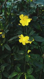 Close-up of yellow flowers blooming outdoors