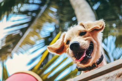 Close-up of dog sticking out tongue