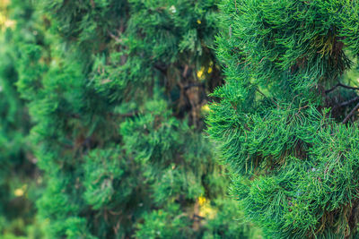 Close-up of fresh green plants