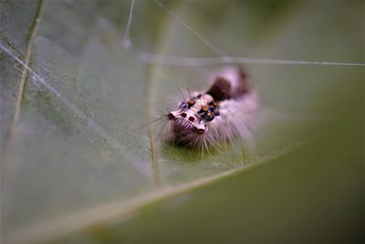 Close-up of tussock moth caterpillar  on plant