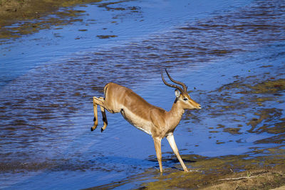 High angle view of impala jumping in lake