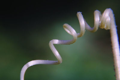 Close-up of spiral plant