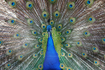 Close-up of peacock