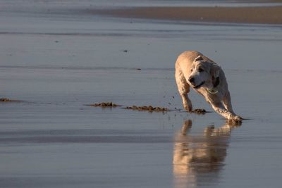 Dog on wet beach