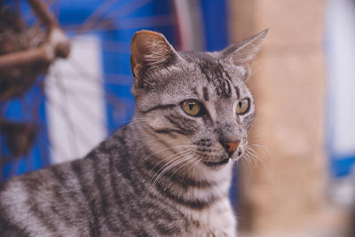 Close-up portrait of a cat looking away