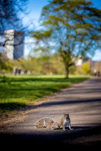 Surface level of road along trees