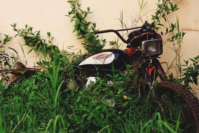 Plants growing in front of wall