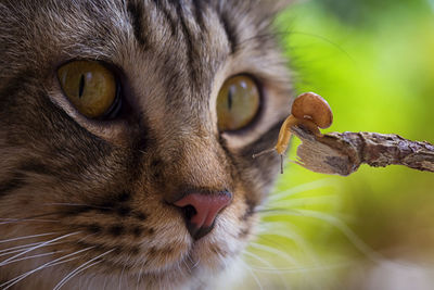 Close-up portrait of a cat