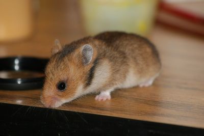 Baby hamster on table