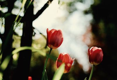 Close-up of red tulip