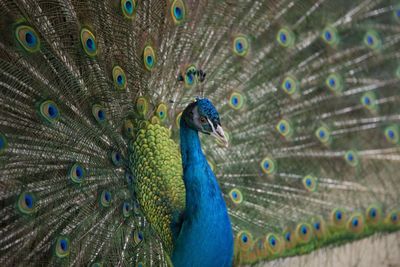 Peacock in all its glory.