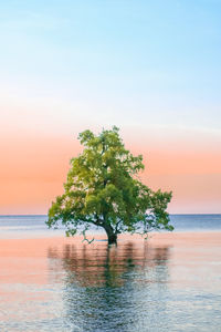 Tree by sea against sky during sunset