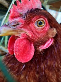 Close-up of a bird