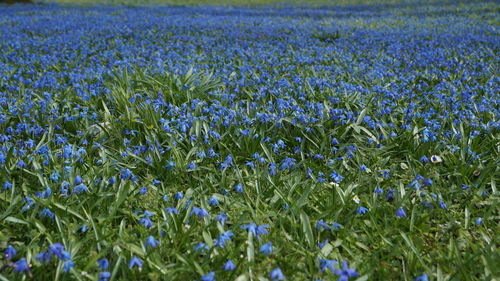 Purple flowering plants on field