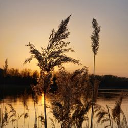 Silhouette trees by lake against sky during sunset