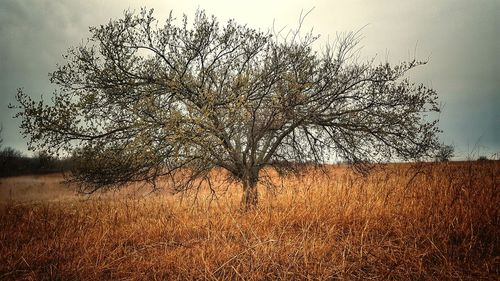 Bird on tree against sky