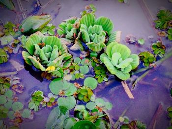 Leaves floating on water