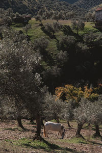 View of an animal on field