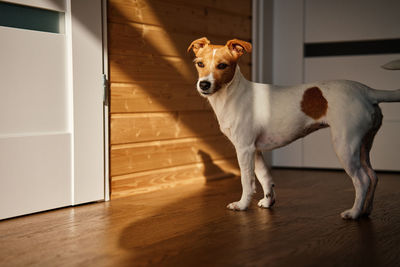 Dogs standing on floor