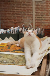 Cat sitting on table