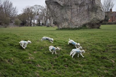 Spring lambs loving new life in spring at avebury