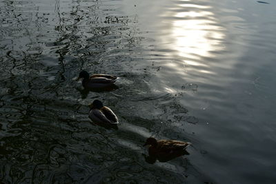 High angle view of duck swimming in lake