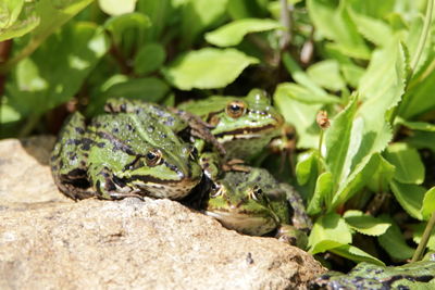 Close-up of frog on rock