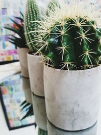 Close-up of cactus plant in pot