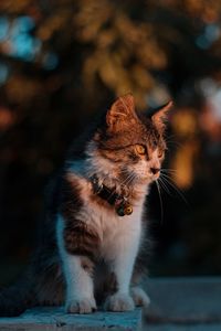 Close-up of a cat looking away