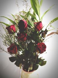 Close-up of red flowering plant in vase