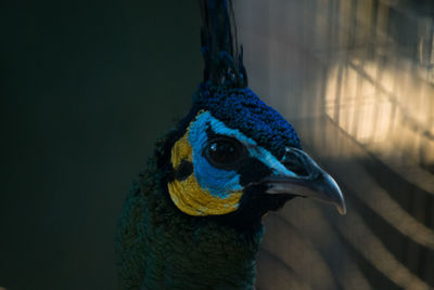 Close-up of green peafowl at zoo