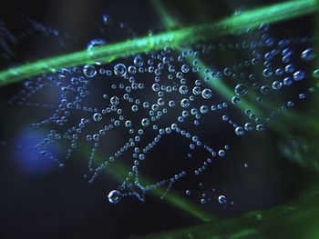 Close-up of water drops on spider web