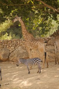 Zebras in a zoo