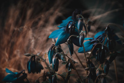 Close-up of dry plants on land