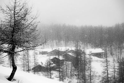 Pine trees in forest during winter