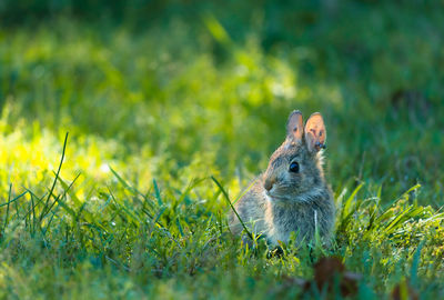 Close-up of squirrel on grassy field