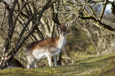 Portrait of horse standing on tree