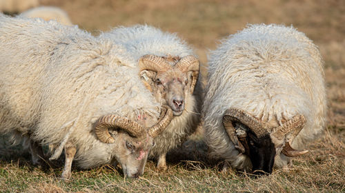 Sheep in a field