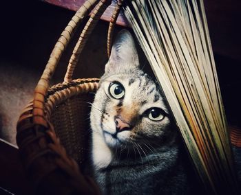 Close-up portrait of a cat