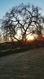 Sun shining through trees