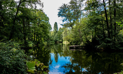 Scenic view of lake amidst trees in forest