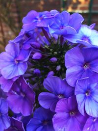 Close-up of purple flowers